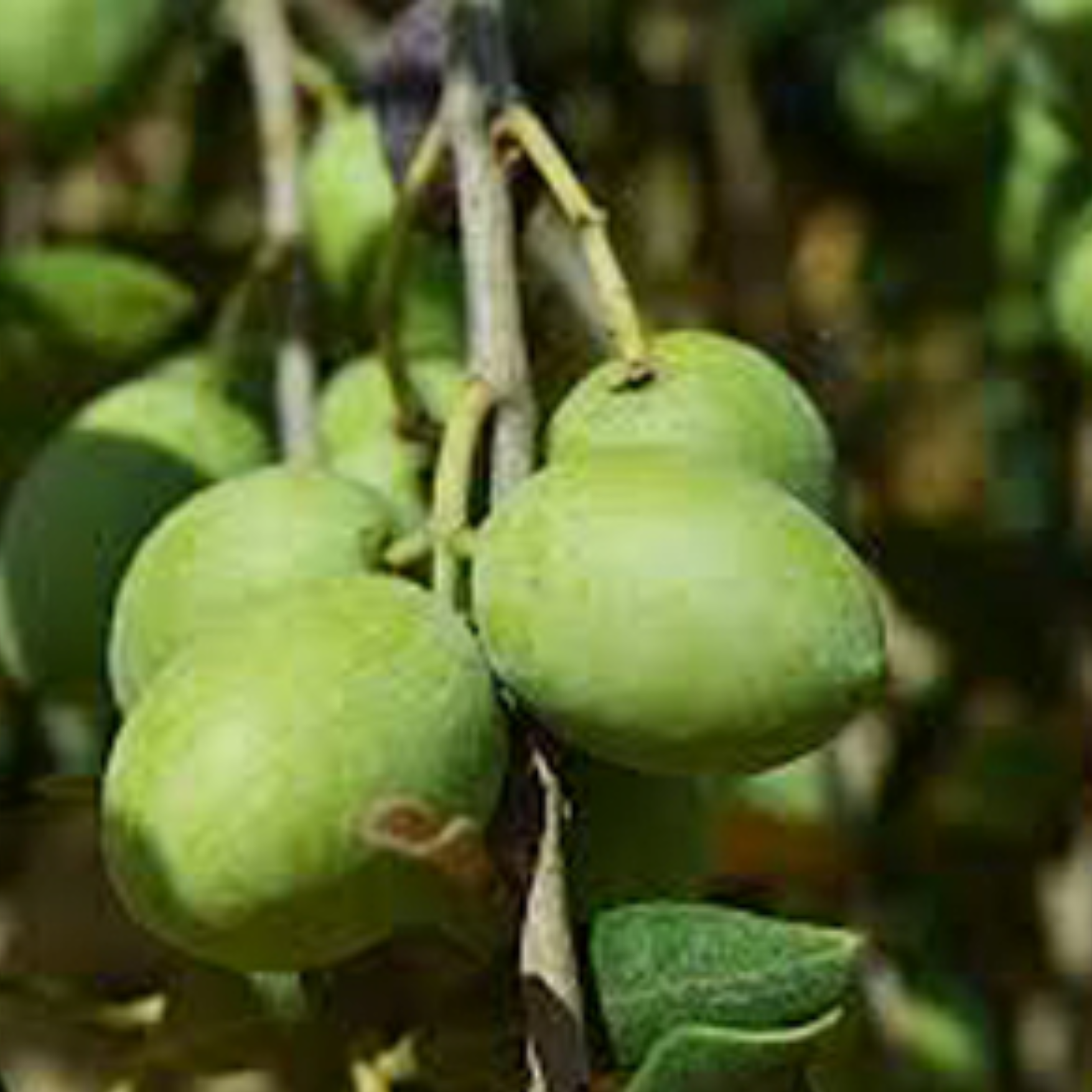 Ficacci Giant Green Cerignola Olives