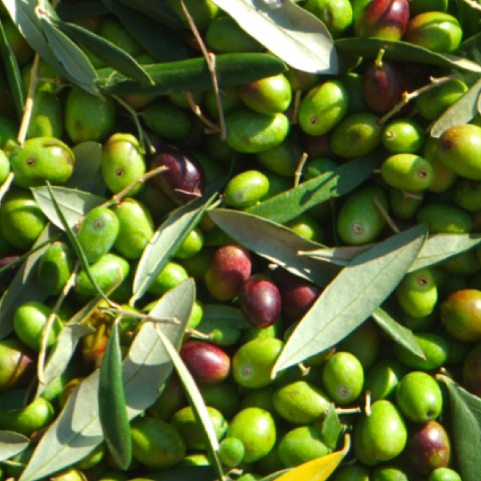 Ficacci Whole Black Gaeta Olives
